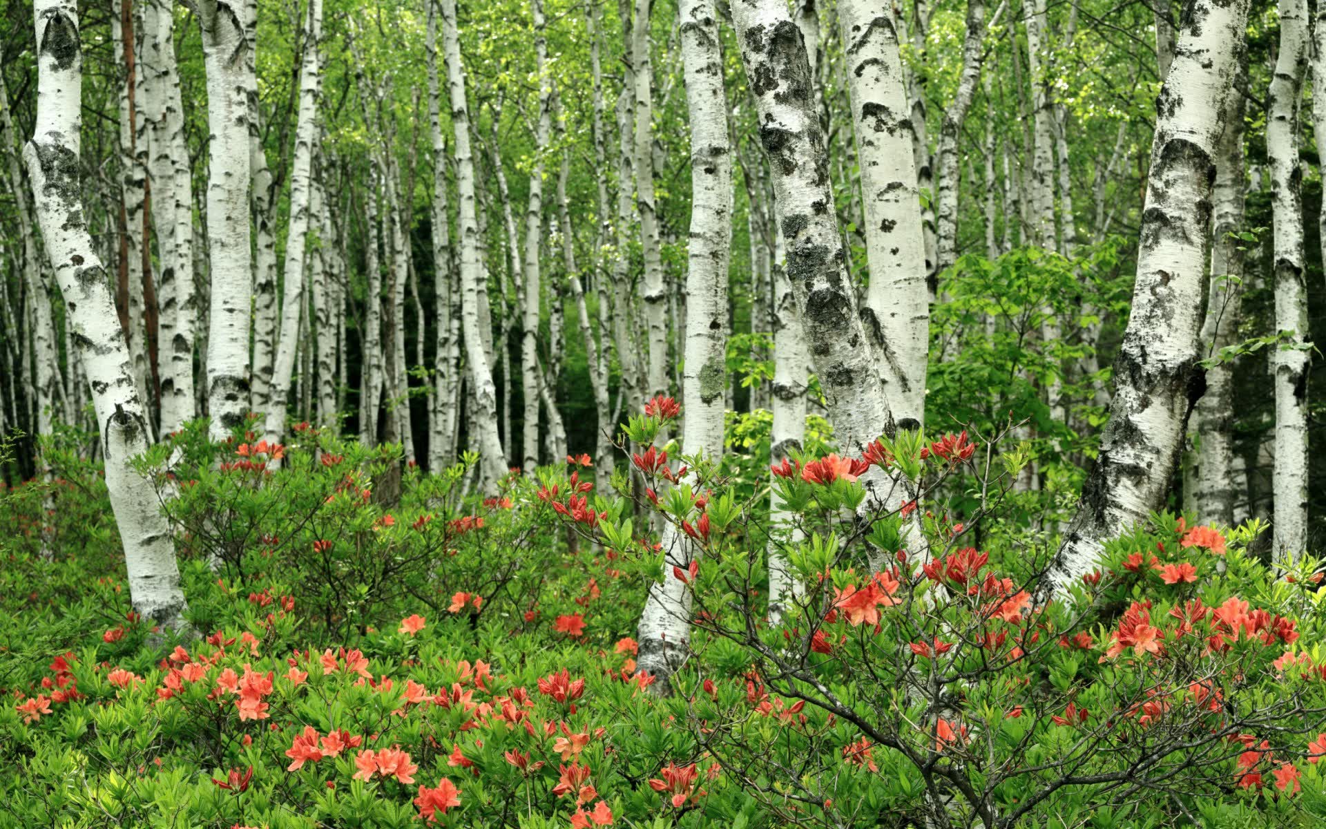 世界板球乡村场地建设示范项目启动，板球世界排名